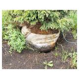 Black Hills Spruce Picea Glauca Densata 5