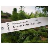 Black Hills Spruce Picea Glauca Densata 5