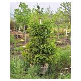 Black Hills Spruce Picea Glauca Densata 5