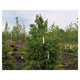 Black Hills Spruce Picea Glauca Densata 5