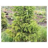 Black Hills Spruce Picea Glauca Densata 5
