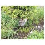 Black Hills Spruce Picea Glauca Densata 5