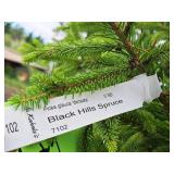 Black Hills Spruce Picea Glauca Densata 5