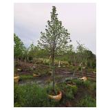 Redmond Linden Tilia Americana Redmond 2.5" caliper, Ball & Burlap SKU#1553