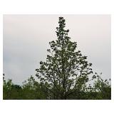 Redmond Linden Tilia Americana Redmond 2.5" caliper, Ball & Burlap SKU#1553