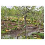 Redmond Linden Tilia Americana Redmond 2.5" caliper, Ball & Burlap SKU#1553