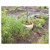 Redmond Linden Tilia Americana Redmond 2.5" caliper, Ball & Burlap SKU#1553