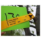 Redmond Linden Tilia Americana Redmond 2.5" caliper, Ball & Burlap SKU#1553
