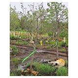 Serviceberry, Autumn Brilliance Amerlanchier x Grandiflora 2" caliper, Ball & Burlap SKU#7063