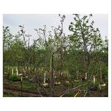 Serviceberry, Autumn Brilliance Amerlanchier x Grandiflora 2" caliper, Ball & Burlap SKU#7063