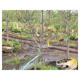 Serviceberry, Autumn Brilliance Amerlanchier x Grandiflora 2" caliper, Ball & Burlap SKU#7063