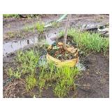 Serviceberry, Autumn Brilliance Amerlanchier x Grandiflora 2" caliper, Ball & Burlap SKU#7063