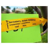 Serviceberry, Autumn Brilliance Amerlanchier x Grandiflora 2" caliper, Ball & Burlap SKU#7063