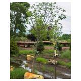 Boulevard Linden Tilia Americana 2.5" caliper, Ball & Burlap SKU#7144