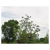 Boulevard Linden Tilia Americana 2.5" caliper, Ball & Burlap SKU#7144