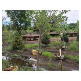 Boulevard Linden Tilia Americana 2.5" caliper, Ball & Burlap SKU#7144