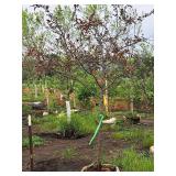 Crabapple Prairifire Malus Prairifire 2" caliper, Ball & Burlap SKU#1803