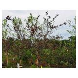 Crabapple Prairifire Malus Prairifire 2" caliper, Ball & Burlap SKU#1803