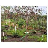 Crabapple Prairifire Malus Prairifire 2" caliper, Ball & Burlap SKU#1803