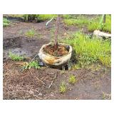 Crabapple Prairifire Malus Prairifire 2" caliper, Ball & Burlap SKU#1803