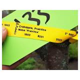 Crabapple Prairifire Malus Prairifire 2" caliper, Ball & Burlap SKU#1803