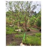 Crabapple Red Jewel Malus Jewelcole 2" caliper, Ball & Burlap SKU#1543