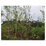 Crabapple Red Jewel Malus Jewelcole 2" caliper, Ball & Burlap SKU#1543