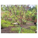 Crabapple Red Jewel Malus Jewelcole 2" caliper, Ball & Burlap SKU#1543