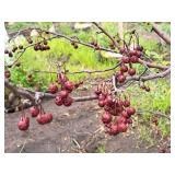 Crabapple Red Jewel Malus Jewelcole 2" caliper, Ball & Burlap SKU#1543