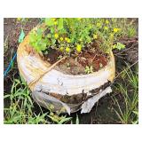 Crabapple Red Jewel Malus Jewelcole 2" caliper, Ball & Burlap SKU#1543