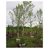 River Birch 2.5" caliper, Ball & Burlap