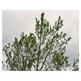 River Birch 2.5" caliper, Ball & Burlap