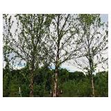 River Birch 2.5" caliper, Ball & Burlap