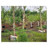 River Birch 2.5" caliper, Ball & Burlap