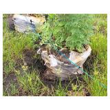 River Birch 2.5" caliper, Ball & Burlap