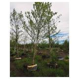 River Birch 2.5" caliper, Ball & Burlap