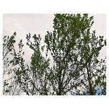 River Birch 2.5" caliper, Ball & Burlap