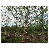 River Birch 2.5" caliper, Ball & Burlap