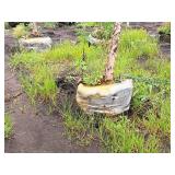 River Birch 2.5" caliper, Ball & Burlap
