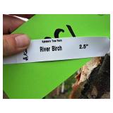 River Birch 2.5" caliper, Ball & Burlap