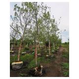 River Birch 2.5" caliper, Ball & Burlap