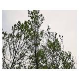 River Birch 2.5" caliper, Ball & Burlap