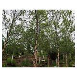 River Birch 2.5" caliper, Ball & Burlap