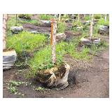 River Birch 2.5" caliper, Ball & Burlap