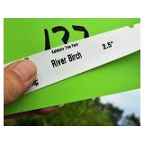 River Birch 2.5" caliper, Ball & Burlap
