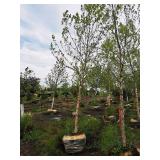 River Birch 2.5" caliper, Ball & Burlap