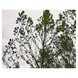 River Birch 2.5" caliper, Ball & Burlap