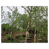 River Birch 2.5" caliper, Ball & Burlap