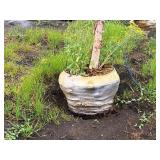 River Birch 2.5" caliper, Ball & Burlap