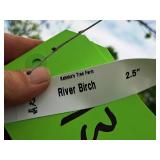 River Birch 2.5" caliper, Ball & Burlap